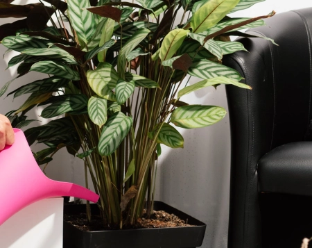 Comment avoir une eau sans calcaire pour mes plantes ?