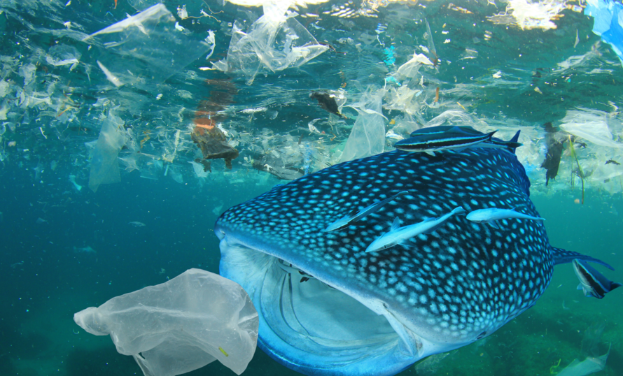 pollution plastique ocean